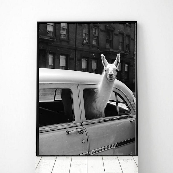 Lama in New York Vintage photo printable, Animal Vintage Photo Print, Black and White Photo