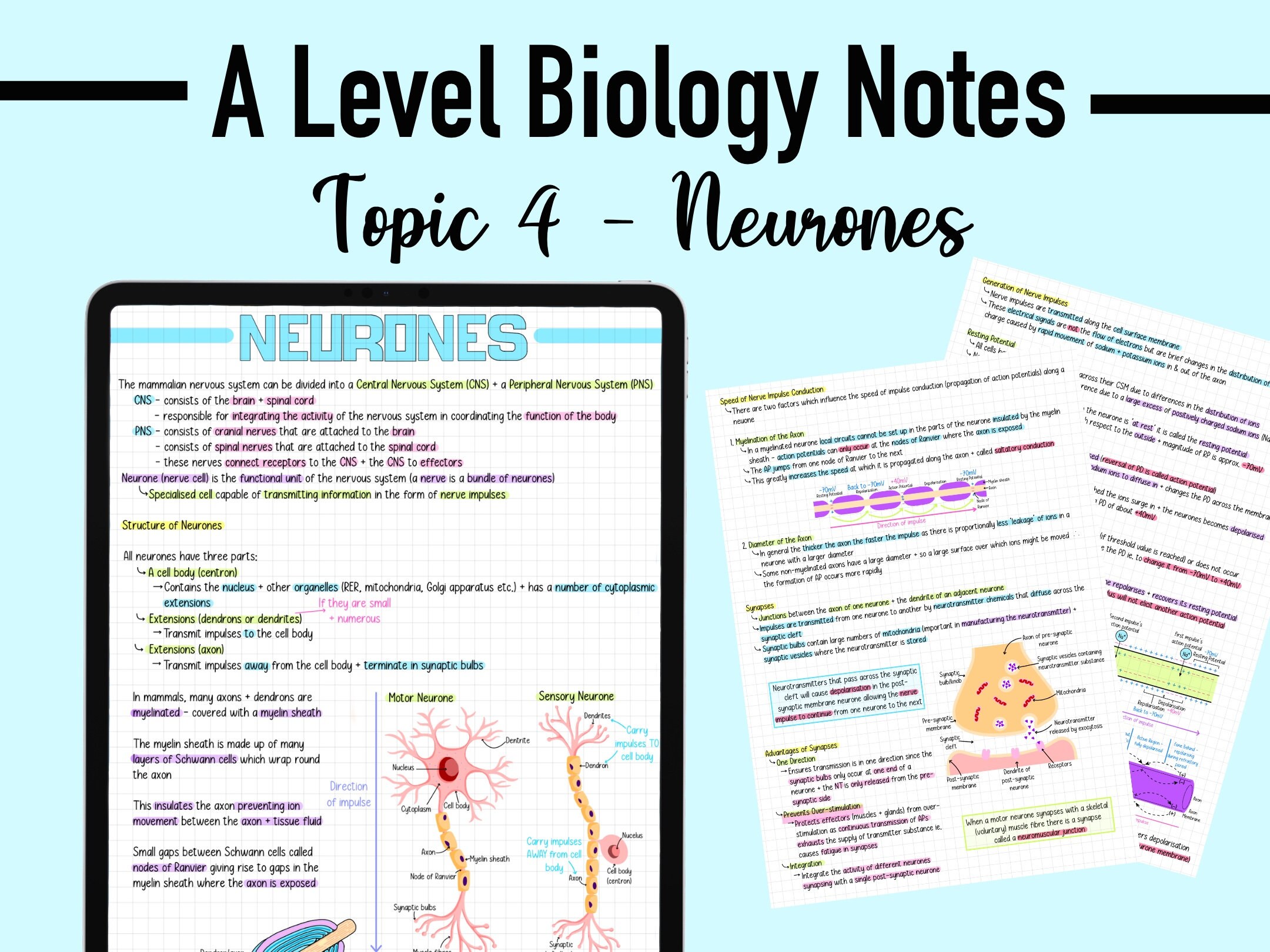 BIOLOGY NOTES A LEVEL - Neurones