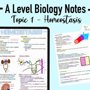 BIOLOGY NOTES A LEVEL - Homeostasis + the Kidney