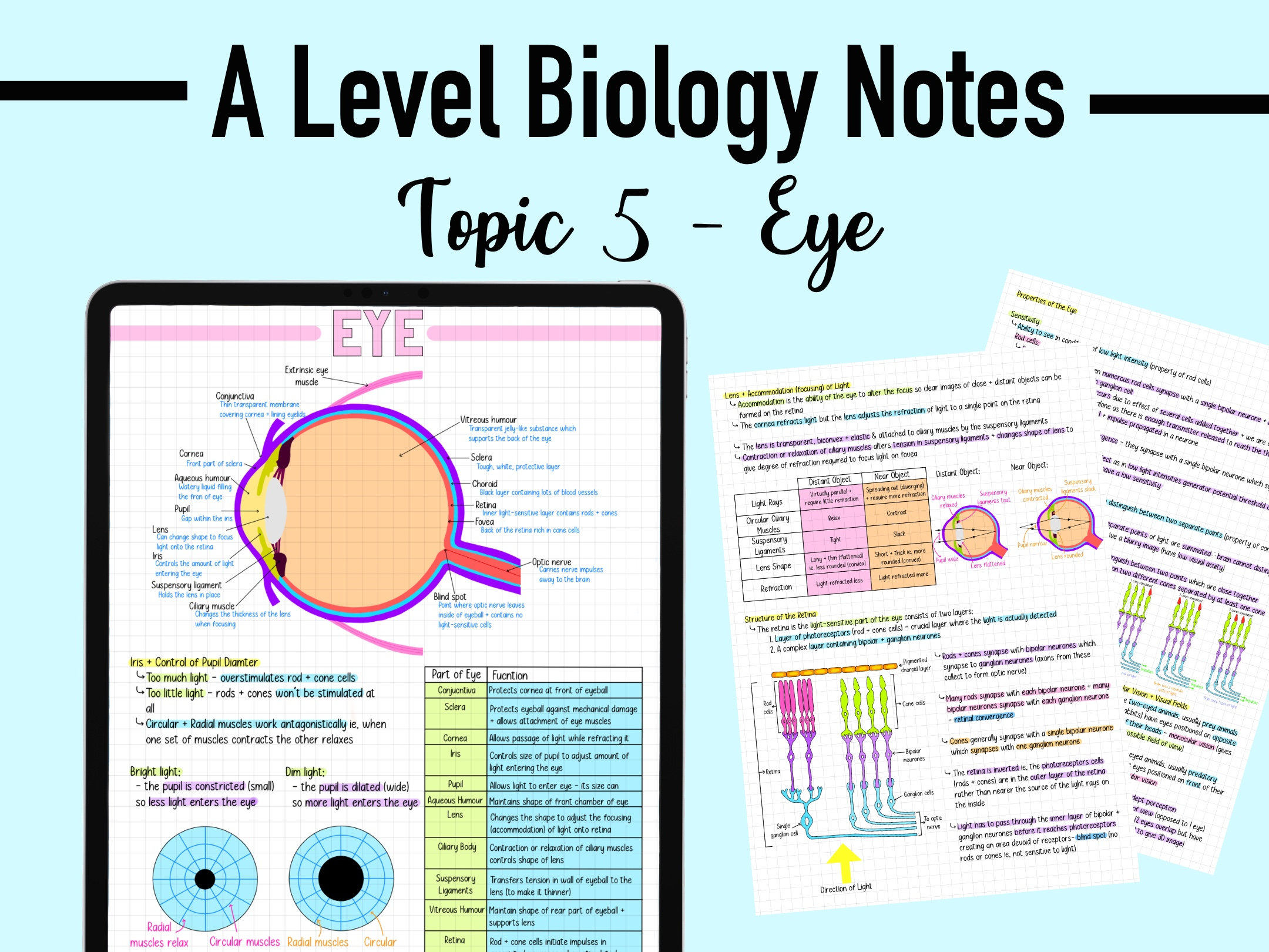 BIOLOGY NOTES A LEVEL - Eye - Etsy