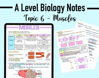 BIOLOGY NOTES A LEVEL - Muscles