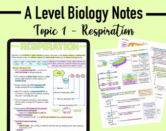 Respiration Path Notes Aerobic Respiration Mindmap A Level Edexcel Biology - Etsy