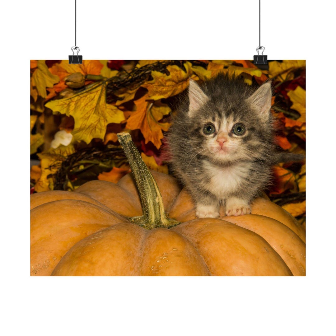 Cute Kitten & Pumpkin Poster | Halloween Fall Decor, Cat Lover Gift ...