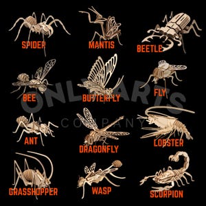 Puede incluir: Modelos de insectos de madera, incluyendo araña, mantis, escarabajo, abeja, mariposa, mosca, hormiga, libélula, langosta, saltamontes, avispa y escorpión. Cada modelo está etiquetado con su nombre en texto naranja.