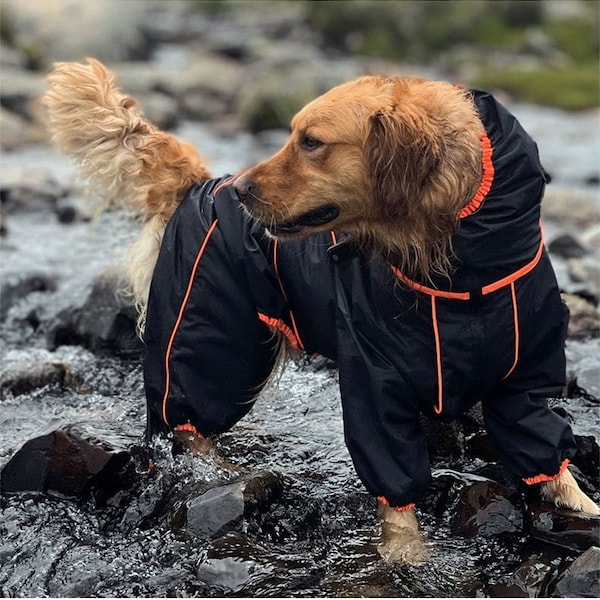 Wasserdichter, winddichter und schneesicherer Regenmantel für mittelgroße und große Hunde: perfekt für Winter und Regen