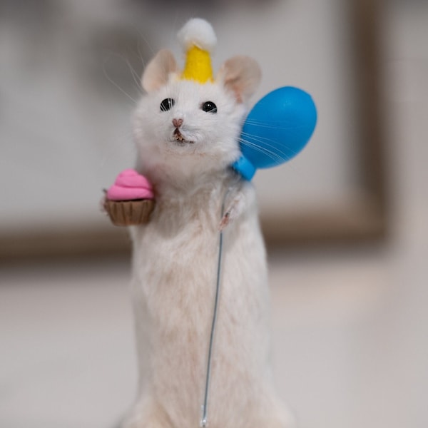 Taxidermy birthday mouse odditys/curi ~ curiosity