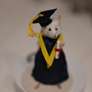 Valedictorian Taxidermy Mouse  ~oddities/curiosities