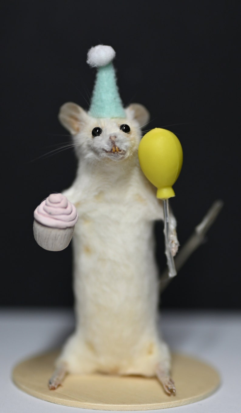 Bizarreries/curiosités de souris d'anniversaire de taxidermie curiosité image 8