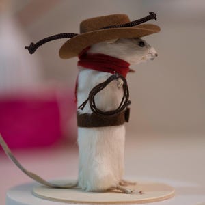 May include: A small white mouse wearing a brown cowboy hat with a red bandana and a brown leather belt with a rope lasso. The mouse is standing on a wooden platform.