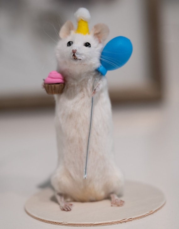 Taxidermy birthday mouse odditys/curi ~ curiosity
