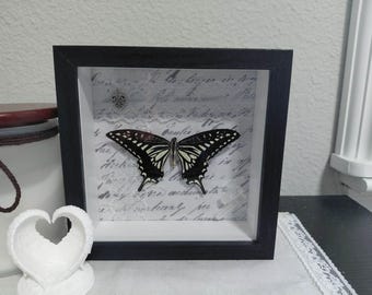 Real butterfly in frame