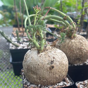 May include: A caudex plant with a large, round, textured tan base and thin green stems growing upward. The plant features small, delicate, feathery green leaves and a cluster of tiny pink flower buds at the top of the central stem.
