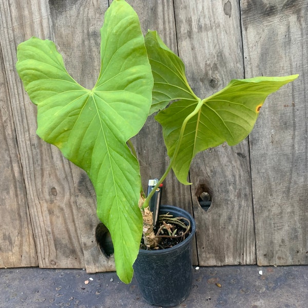 anthurium balaoanum