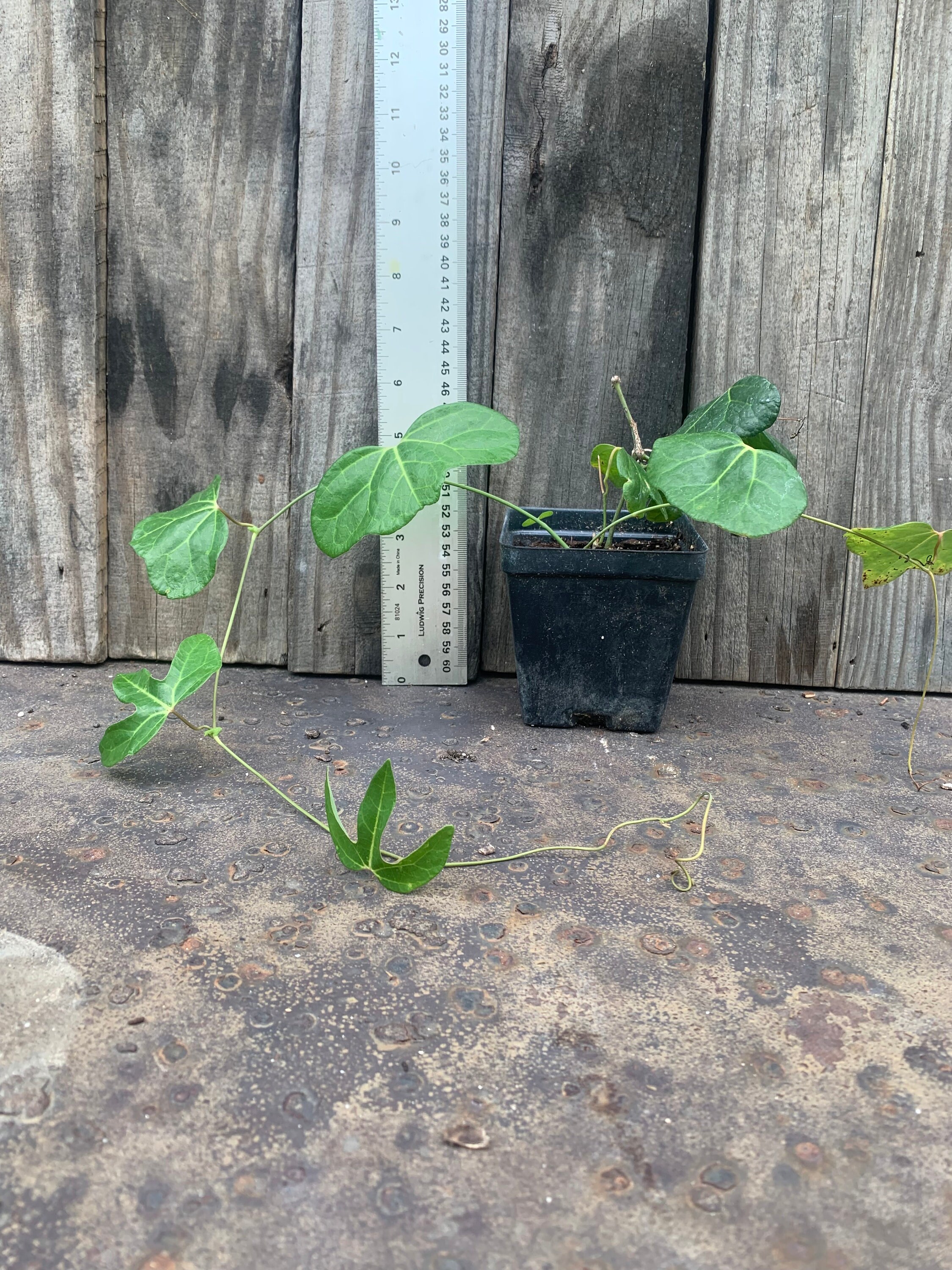 Aristolochia trilobata Brazilian pipe vine live rooted plant