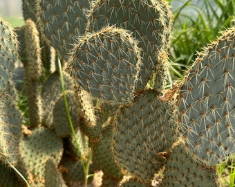 Opuntia strigil, marblefruit prickly pear. Fresh pad