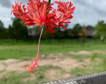 Hibiscus Schizopetalus, Chinese lantern hibiscus live rooted plant