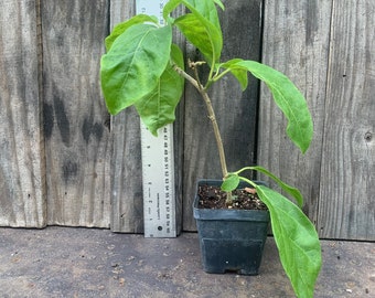 Gold finger vine ; Juanolloa mexicana live plant