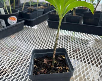Amorphophallus paeoniifolius, elephant foot yam dormant  plant