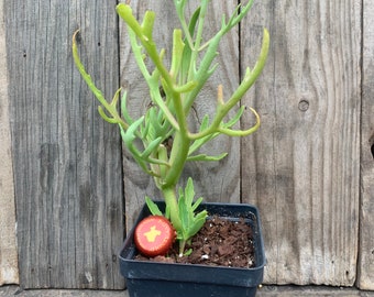 kalanchoe laciniata, live plant