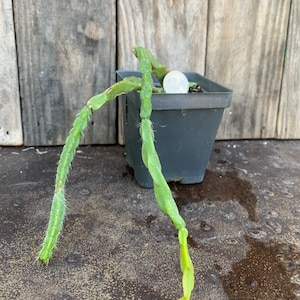 Rhipsalis paradoxa Live rooted plant