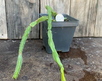 Rhipsalis paradoxa Live rooted plant