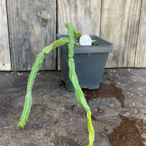 Rhipsalis paradoxa Live rooted plant