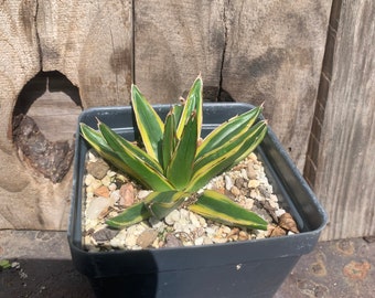 Variegated Queen Victoria Agave , rooted 3.5 inch pot