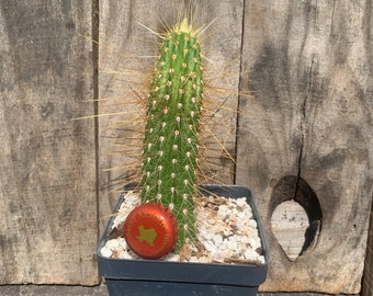 Trichocereus ‘ betty’s gold’ Live rooted plant