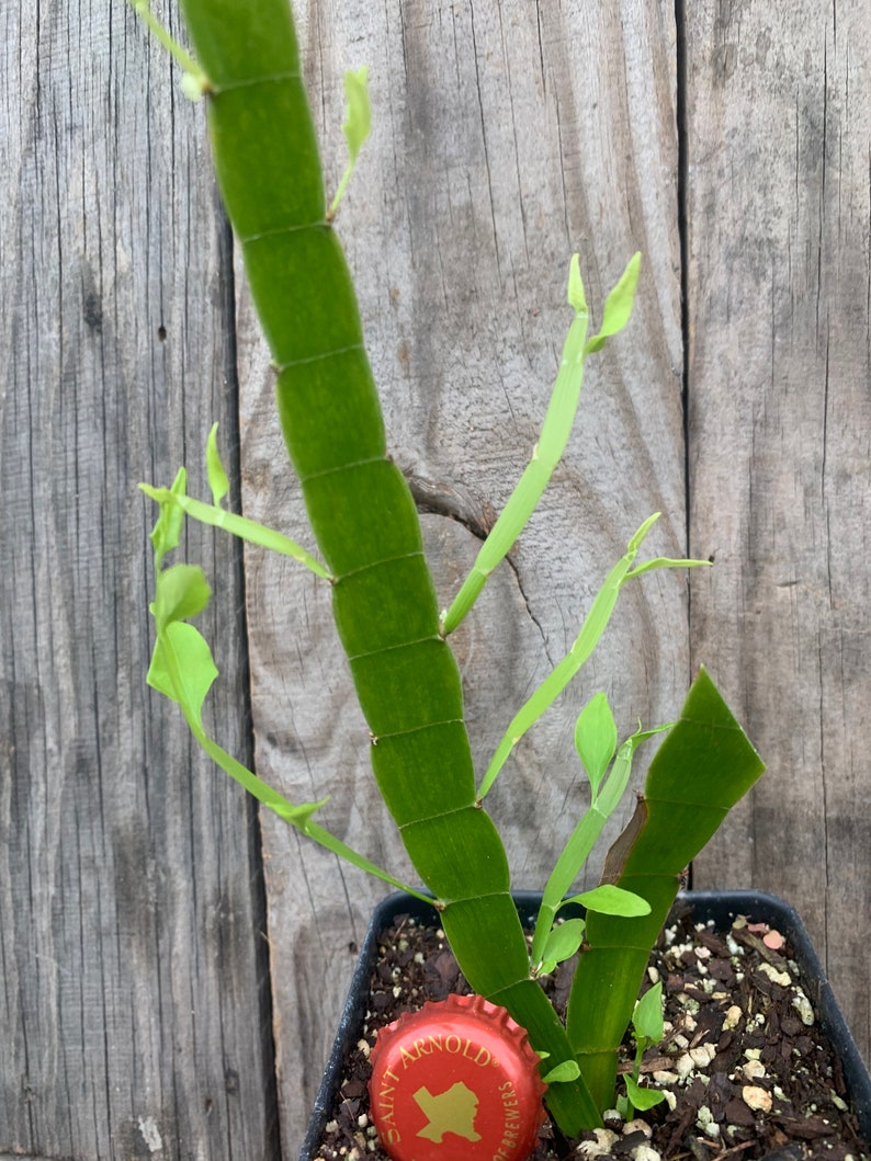 Tapeworm plant Homalocladium platycladum image 5