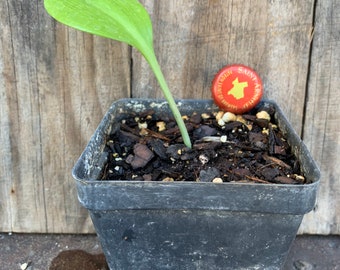 Urceolina amazonica , Amazon Lily live rooted plant