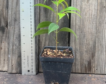 Blue lily Pilly syzygium oleosum live rooted plant