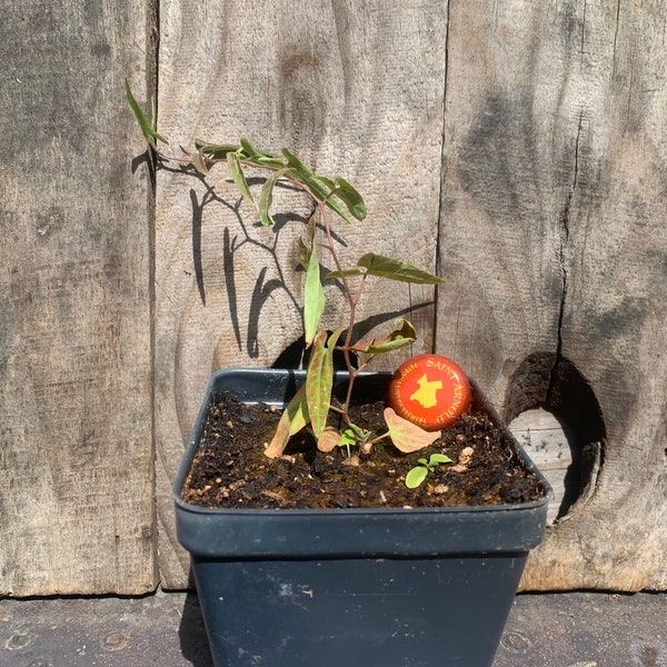 Aristolochia watsonii live plant
