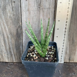 Sansevieria francisii live rooted plant