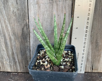 Sansevieria francisii live rooted plant