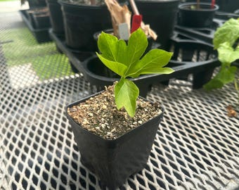 Rare South American aroid Taccarum caudatum