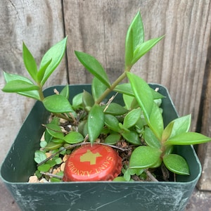 Native Texas succulent Lenophyllum texanum , coastal stonecrop Live rooted plant
