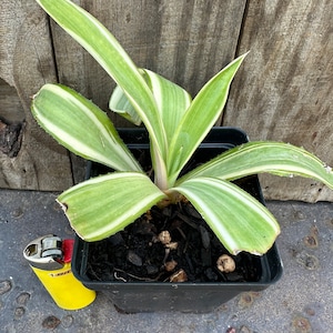 May include: A potted agave plant with white and green striped leaves. The plant is in a black plastic pot with dark brown soil. A yellow lighter is in the foreground for scale.