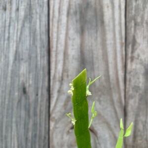 Tapeworm plant Homalocladium platycladum image 3