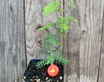 Ebenopsis ebano, Texas Ebony, Live rooted plant