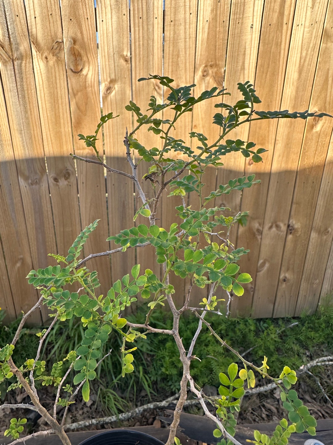 Zanthoxylum Fagara, Lime Prickly Ash Live Plant - Etsy