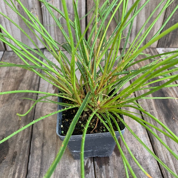 Rare bromeliad, Acanthostachys pitcairnioides,