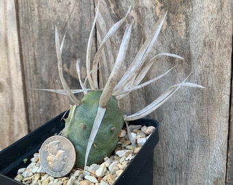 Paper spine opuntia (Tephrocactus articulatus var. papyracanthus) rooted plant