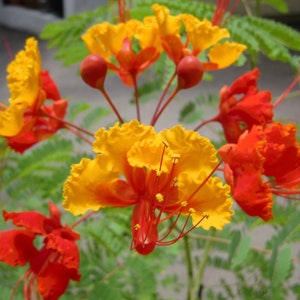 Caesalpinia pulcherrima, 20 seeds Pride of Barbados