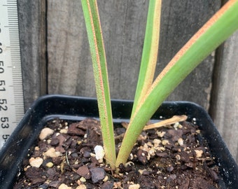 Polianthes tuberosa 'Swarna Rekah' live plant