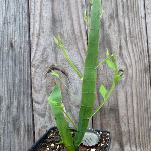 Tapeworm plant Homalocladium platycladum image 4
