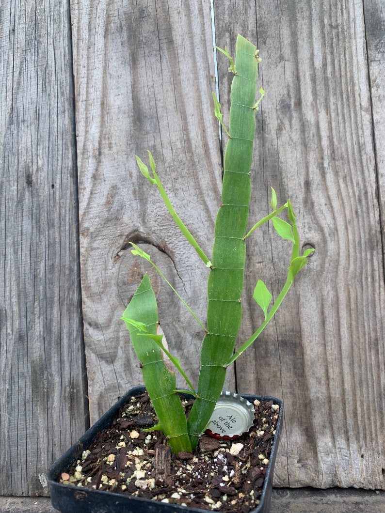 Tapeworm plant Homalocladium platycladum image 4