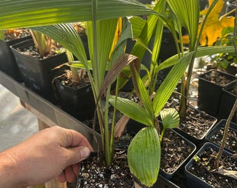 curculigo capitulata, palm grass live rooted plant