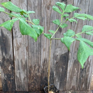 May include: A small potted plant with green leaves and a slender stem. The plant is in a square black pot, set against a weathered wooden background. The leaves have a unique shape and texture.