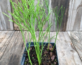 Whisk fern , Psilotum nudum , ancient fern