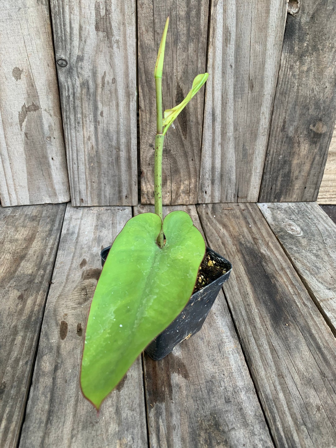zz plant light needs ZZ Plant Care - How to Grow Zamioculcas zamifolia main image 0
